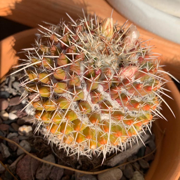 Plant image Mammillaria karwinskiana 'Nejapensis'