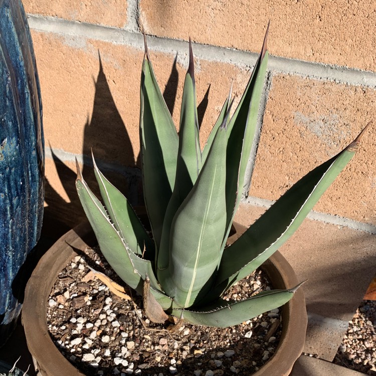 plant image 1209890