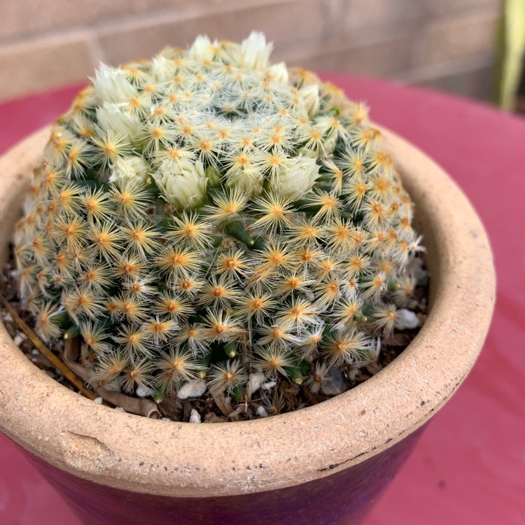 Plant image Mammillaria schiedeana