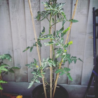 Solanum Lycopersicum 'Tigerella'