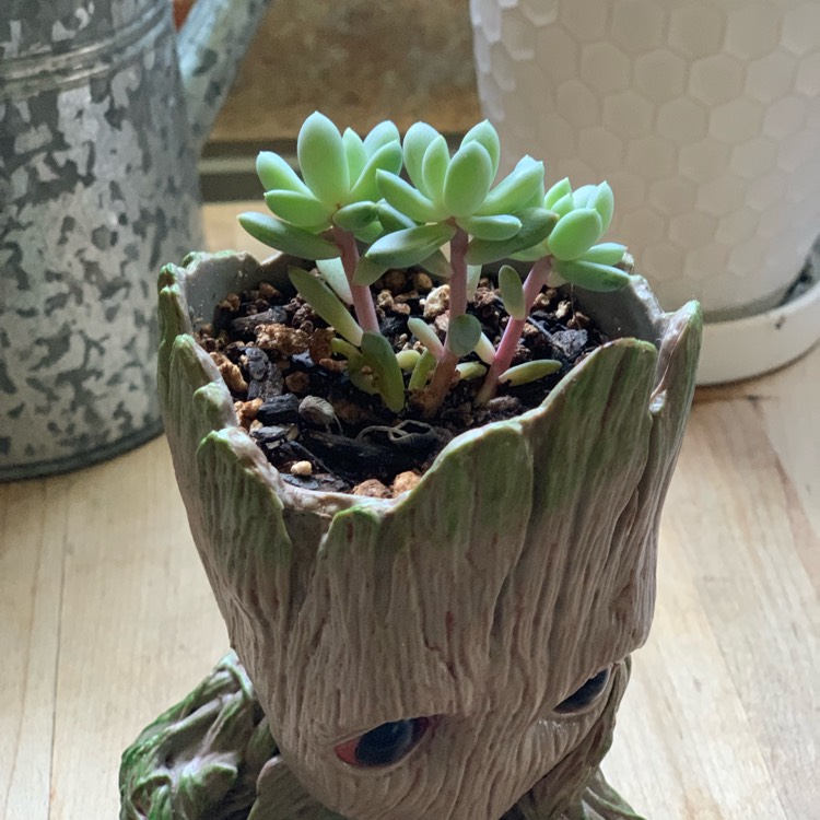 plant image 1112501
