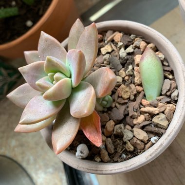 x Graptosedum California Sunset