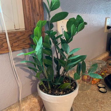 Zamioculcas zamiifolia