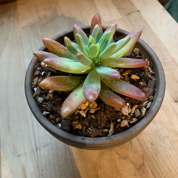 Plant image Pachyveria 'Blue Pearl'