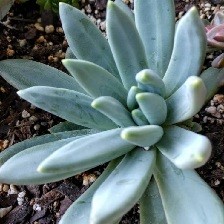 plant image 801856