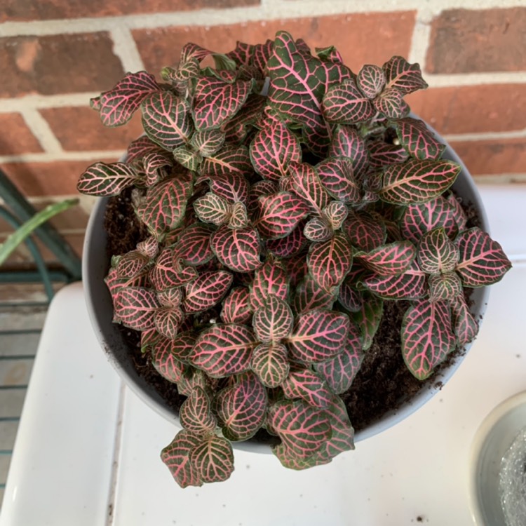 Plant image Fittonia Verschaffeltii 'Pink Angel'