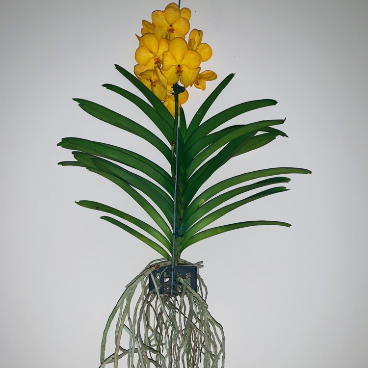 Plant image Vanda
