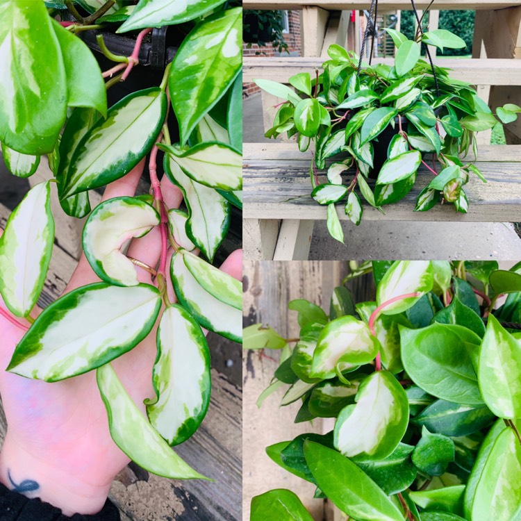 Plant image Hoya carnosa 'Rubra'