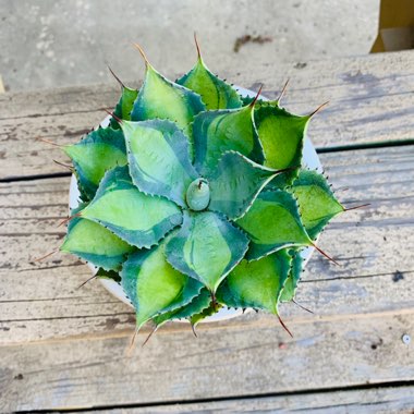 Agave