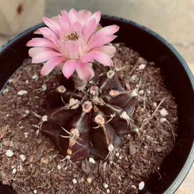 Gymnocalycium mihanovichii var. friedrichii