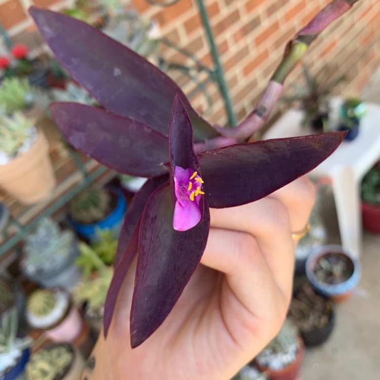 Plant image Tradescantia pallida 'Variegata'
