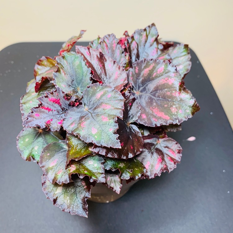 Plant image Begonia (Rex Cultorum Group) 'Etna' syn. Begonia rex 'Etna'