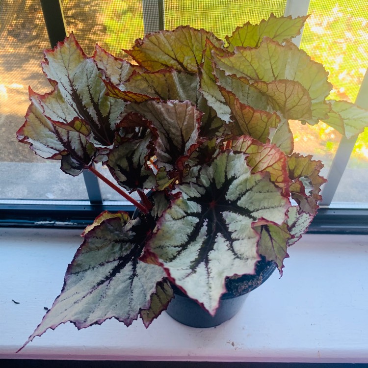 plant image 1241480