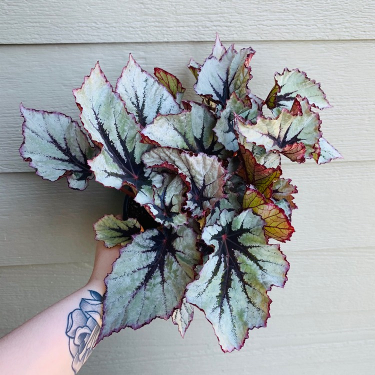 plant image 1241498