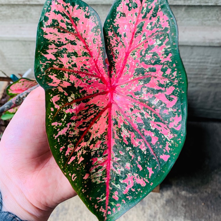 plant image 1249736
