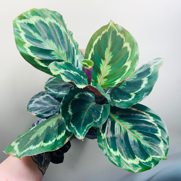 plant image 1251638