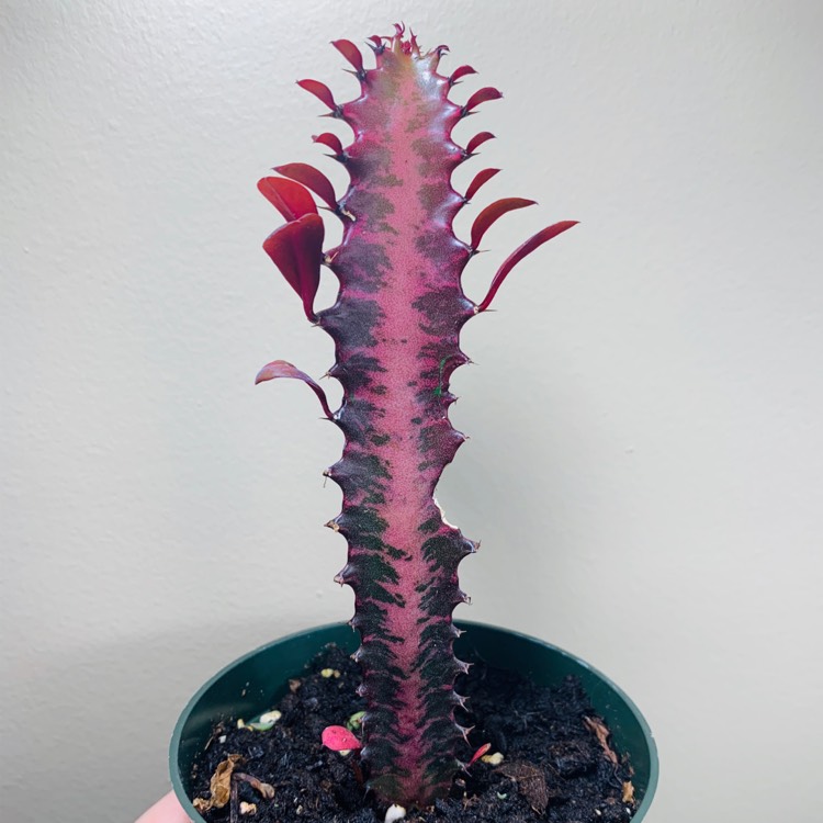plant image 1256419