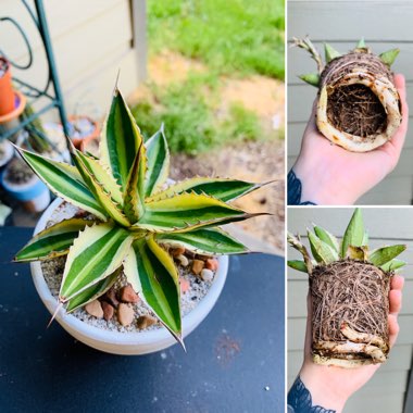 Agave lopthana 'Quadricolour'
