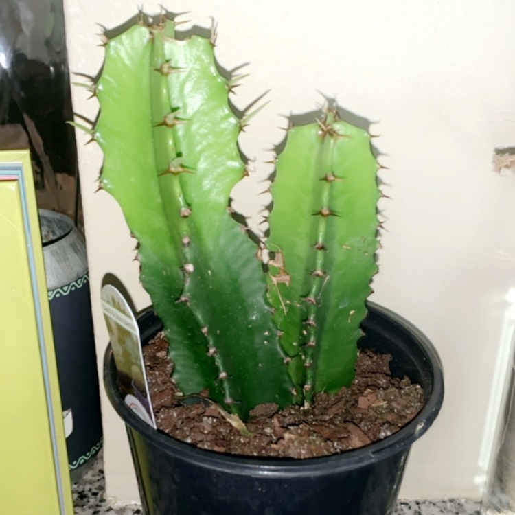 plant image 1336103