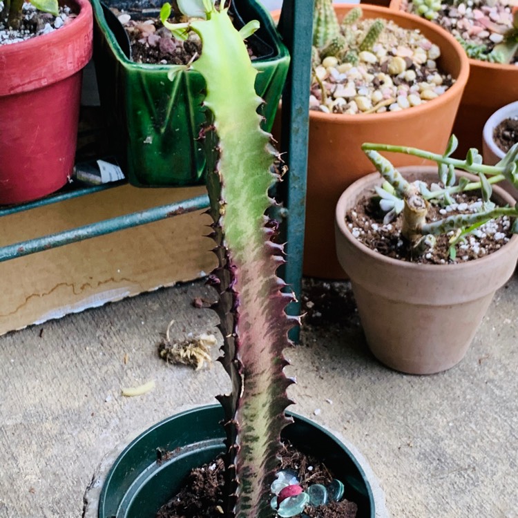 plant image 1359804