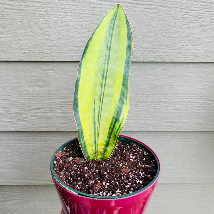 Plant image Sansevieria Masoniana White Variegata