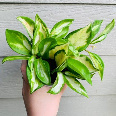 Hoya Carnosa Krimson Princess