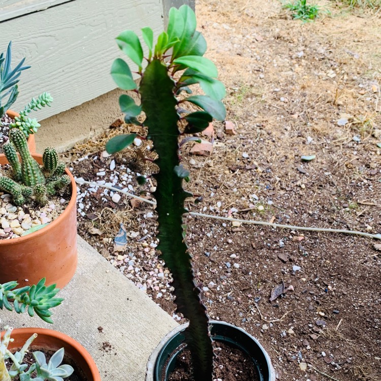 plant image 1389053