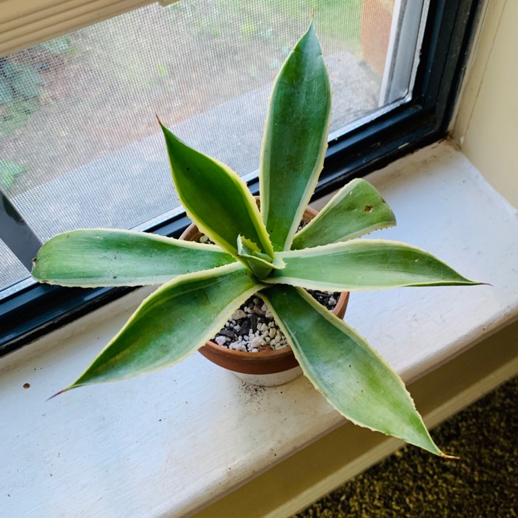 plant image 1393541