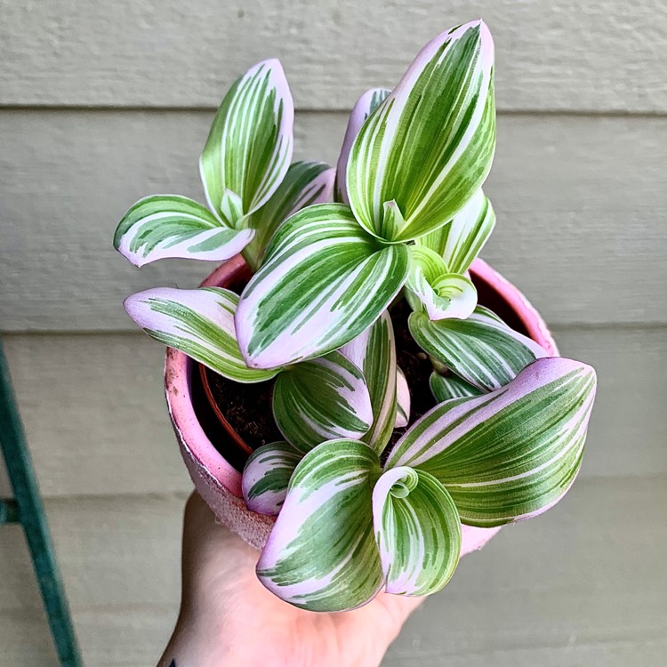 Plant image Tradescantia albiflora 'Nanouk'