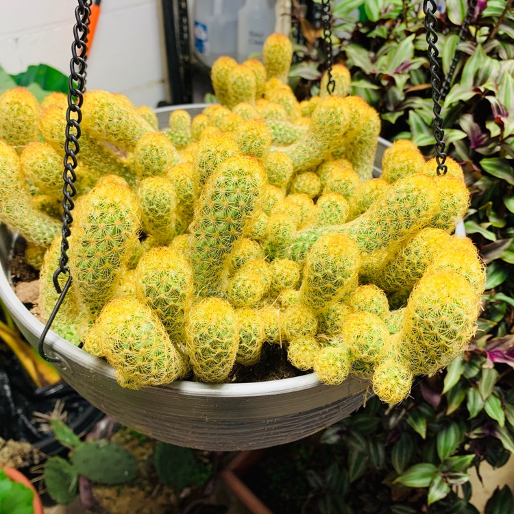 plant image 1421750