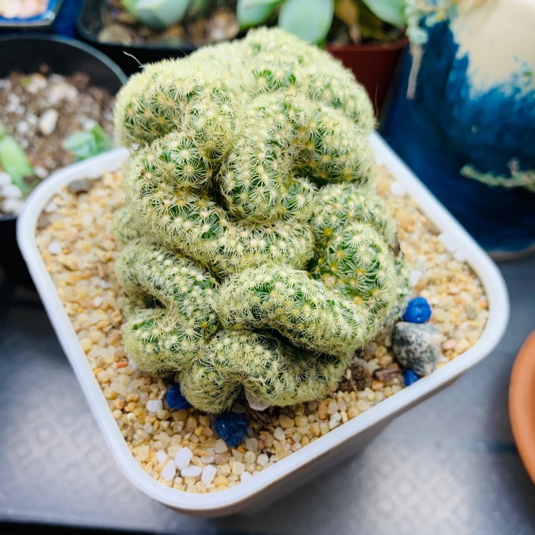plant image 1427436
