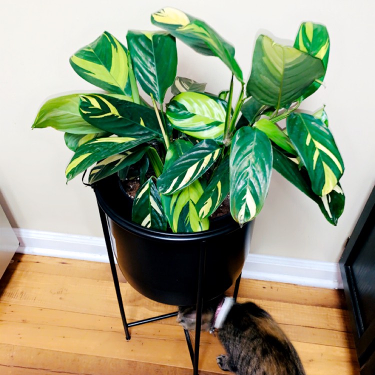 Plant image Ctenanthe lubbersiana 'Brazilian Snow'
