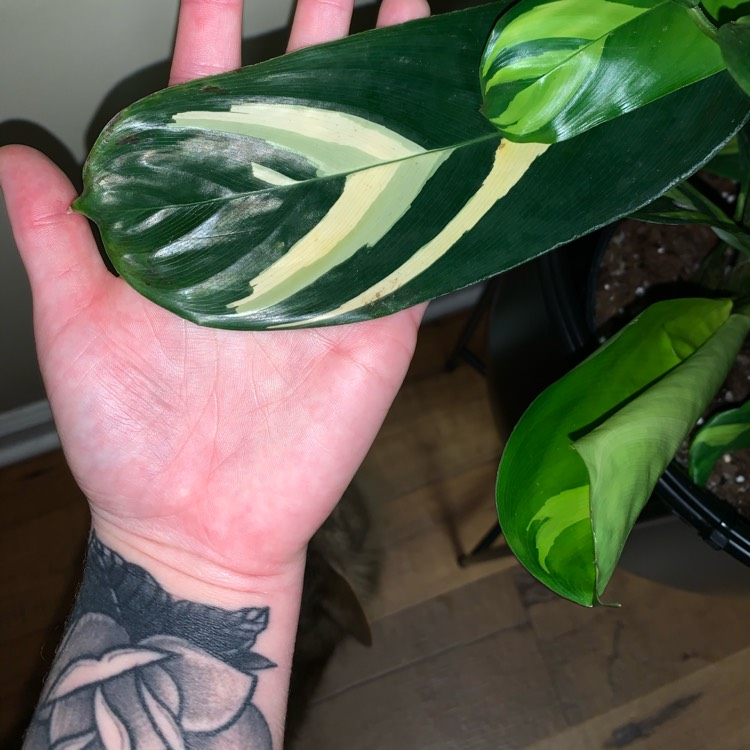 Plant image Ctenanthe lubbersiana 'Brazilian Snow'