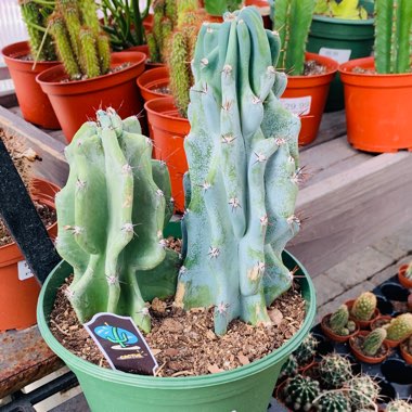 Cereus peruvianus 'Monstrosus'