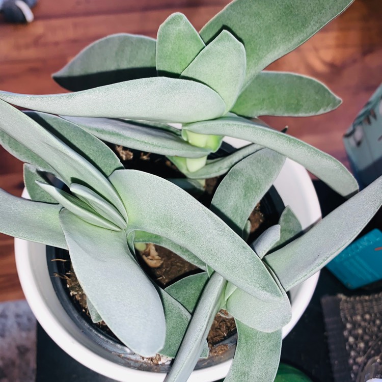 plant image 1438378