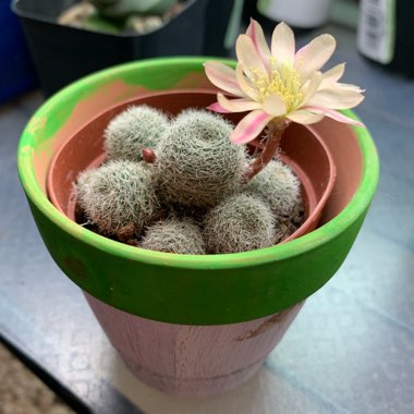 Mammillaria