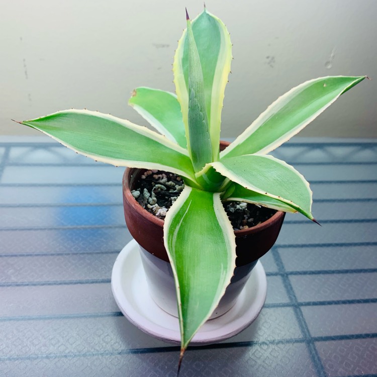 Plant image Agave Americana 'Marginata'