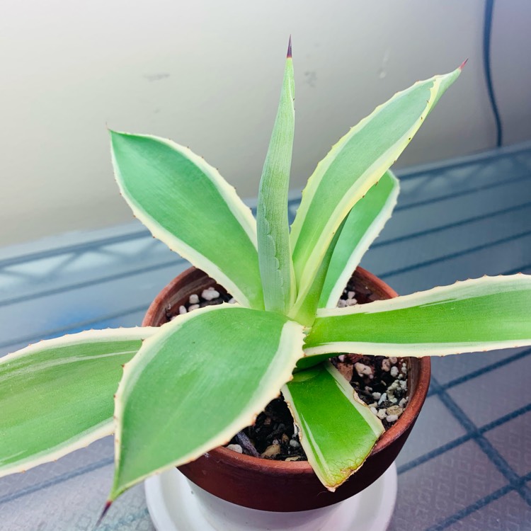 plant image 1479740