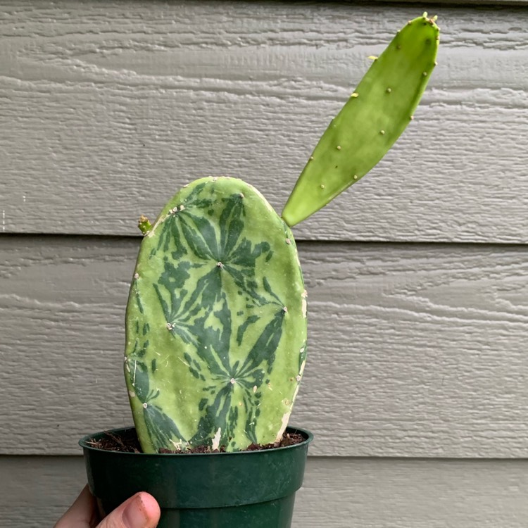 Plant image Opuntia cochenillifera varigata