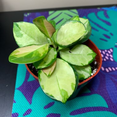 Hoya Australis 'Lisa'