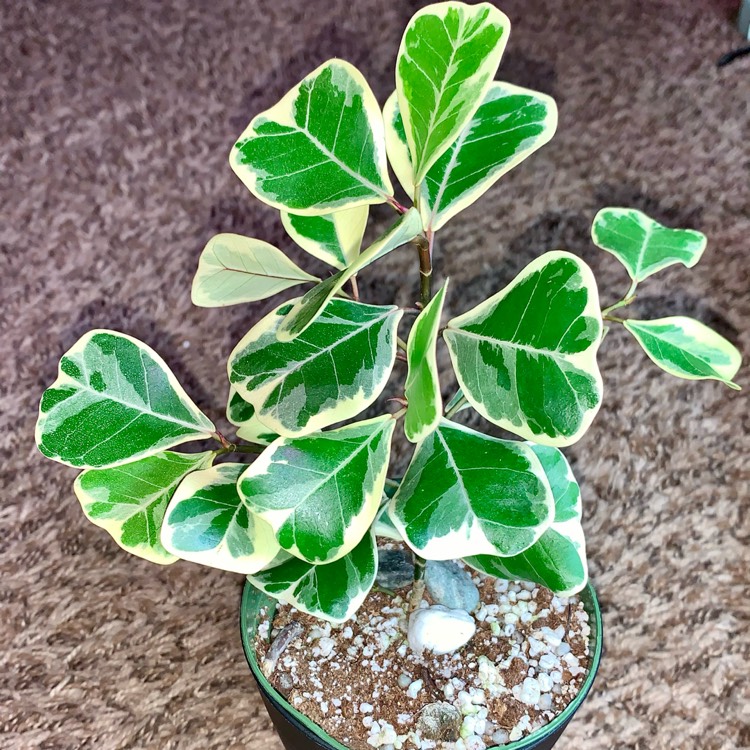 plant image 1499198