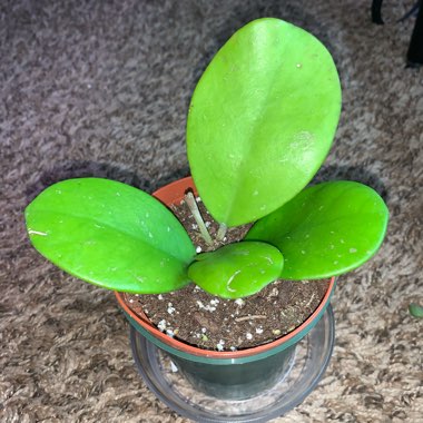 Hoya Obovata