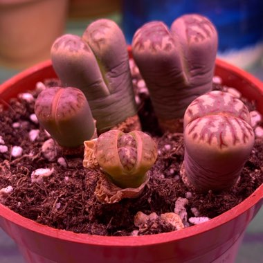 Lithops