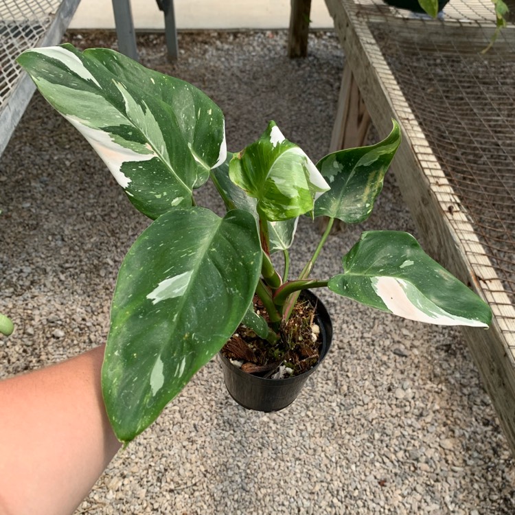 Plant image Philodendron 'White Princess'