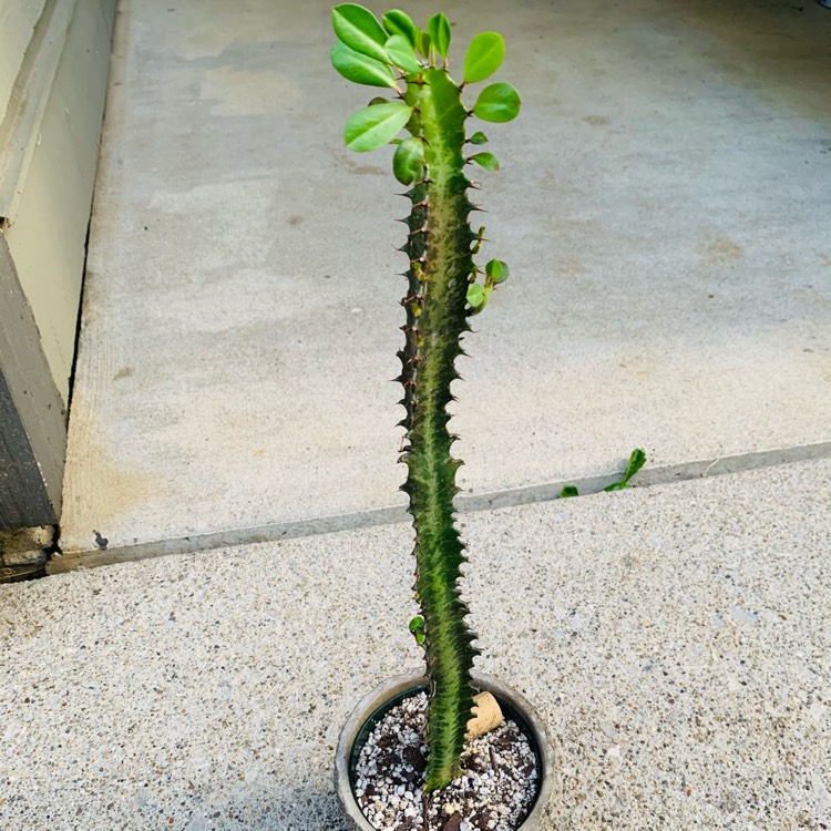 plant image 1511659