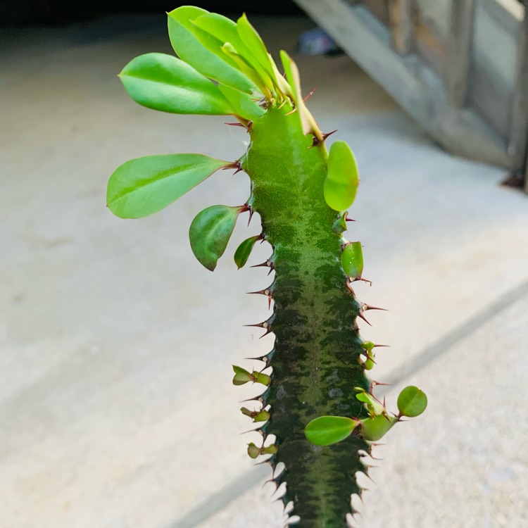plant image 1511660