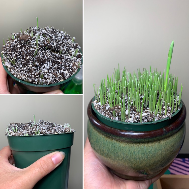 Plant image Avena Sativa