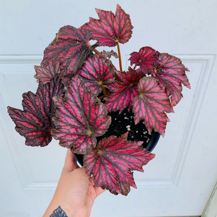 plant image 1524964 plant image 1524964