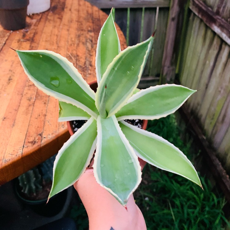 plant image 1526237