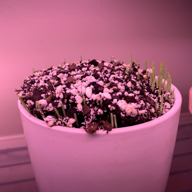 plant image 1527792